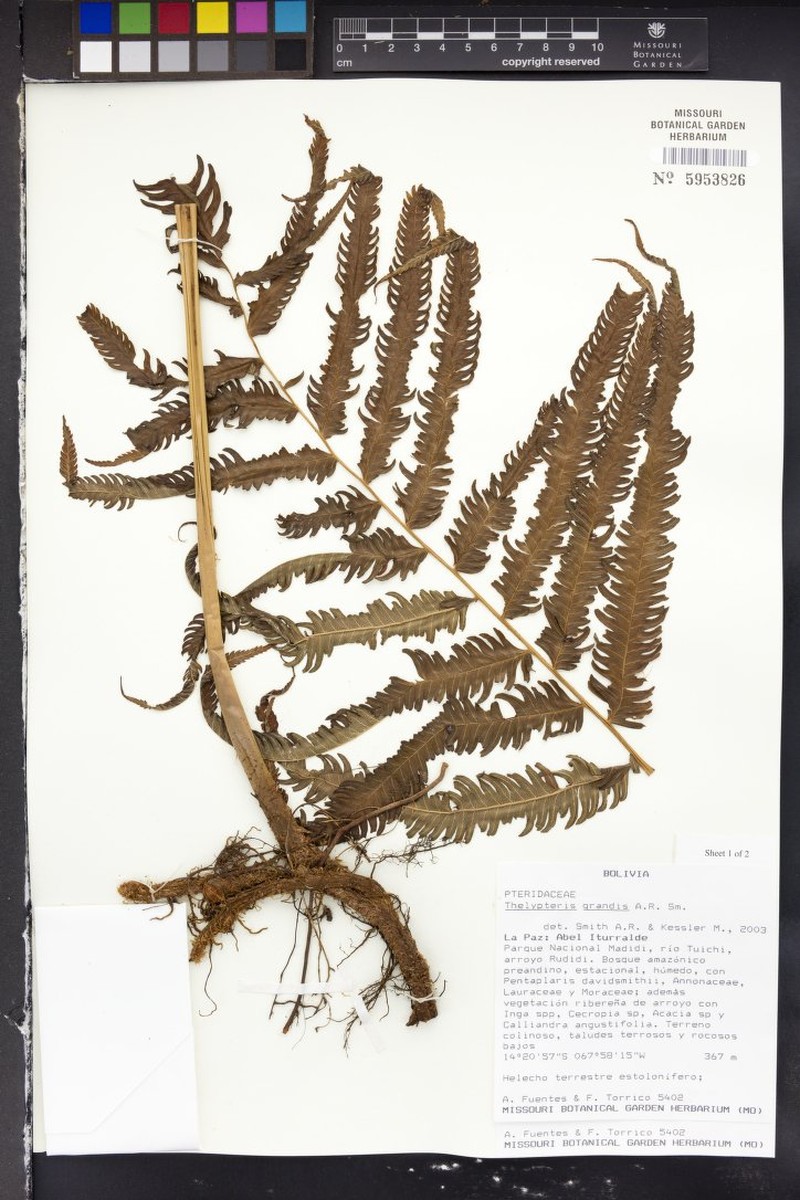 Stately Maiden Fern photo 8