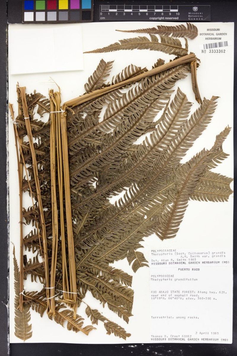 Thelypteris grandis var. grandis