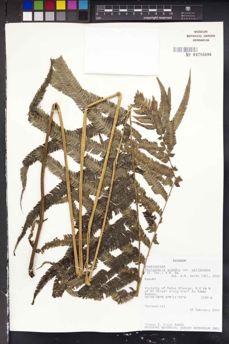 Thelypteris grandis var. pallescens