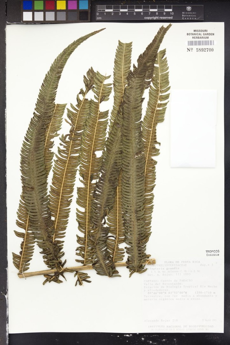 Thelypteris grandis var. pallescens photo 2