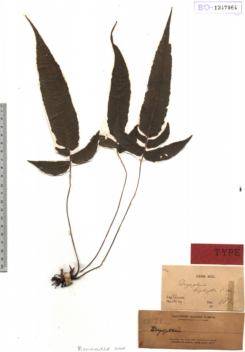 Thelypteris granulosa