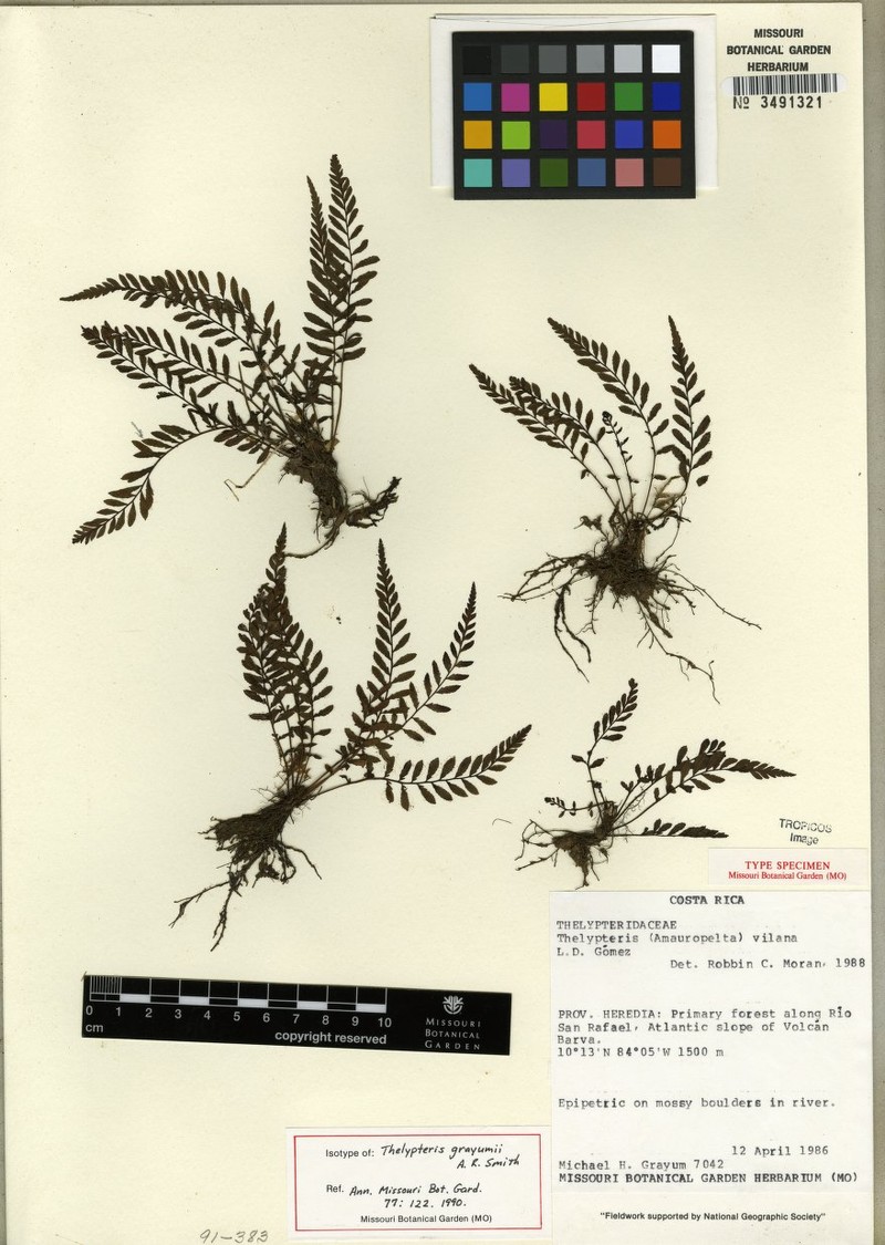Thelypteris grayumii