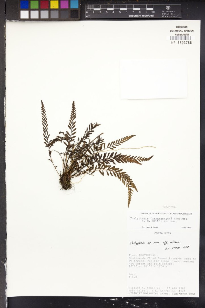 Thelypteris grayumii photo 2