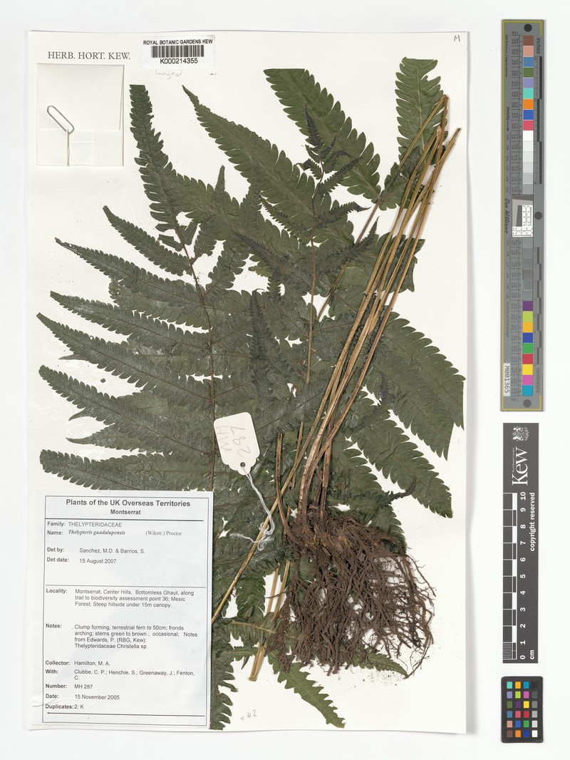 Guadeloupe Maiden Fern