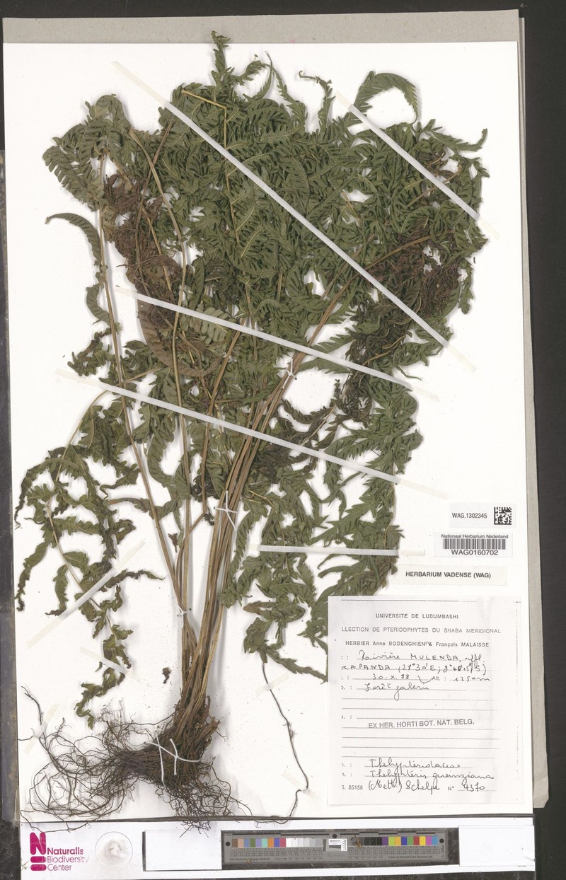 Thelypteris gueintziana