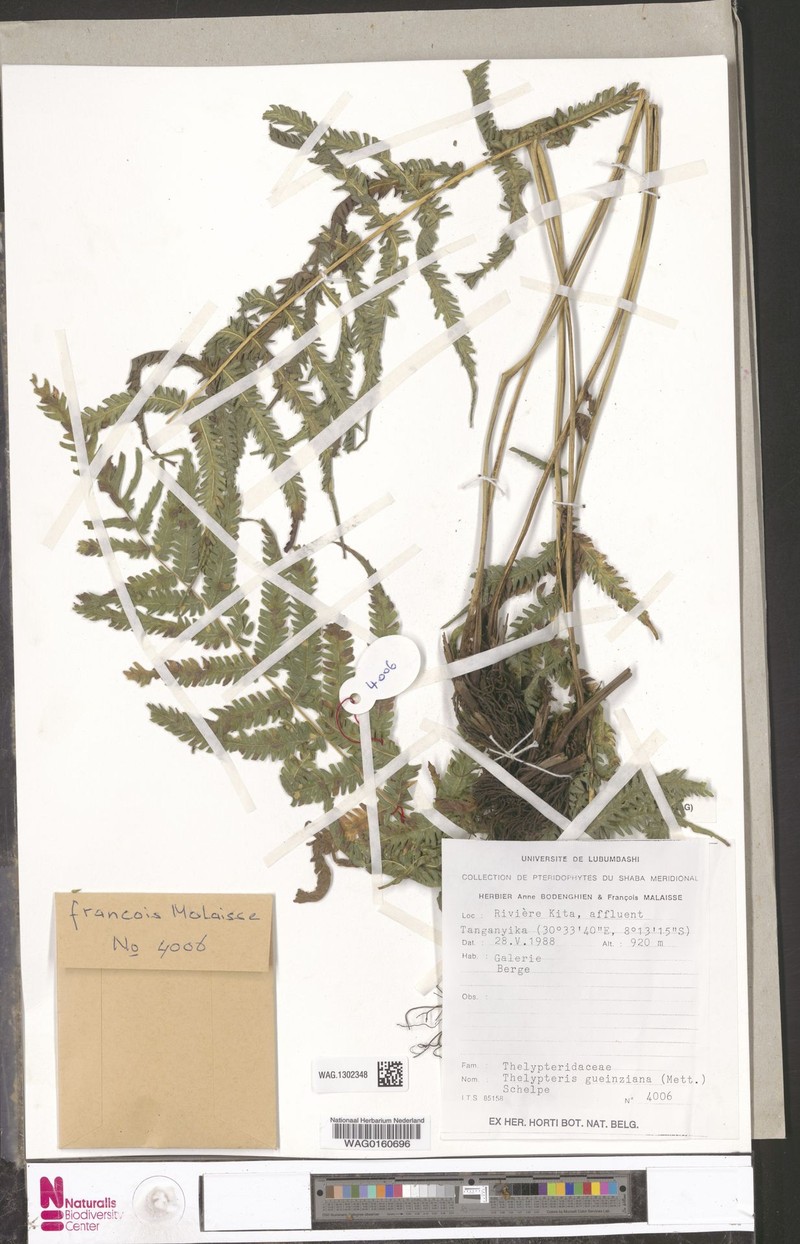 Thelypteris gueintziana photo 2