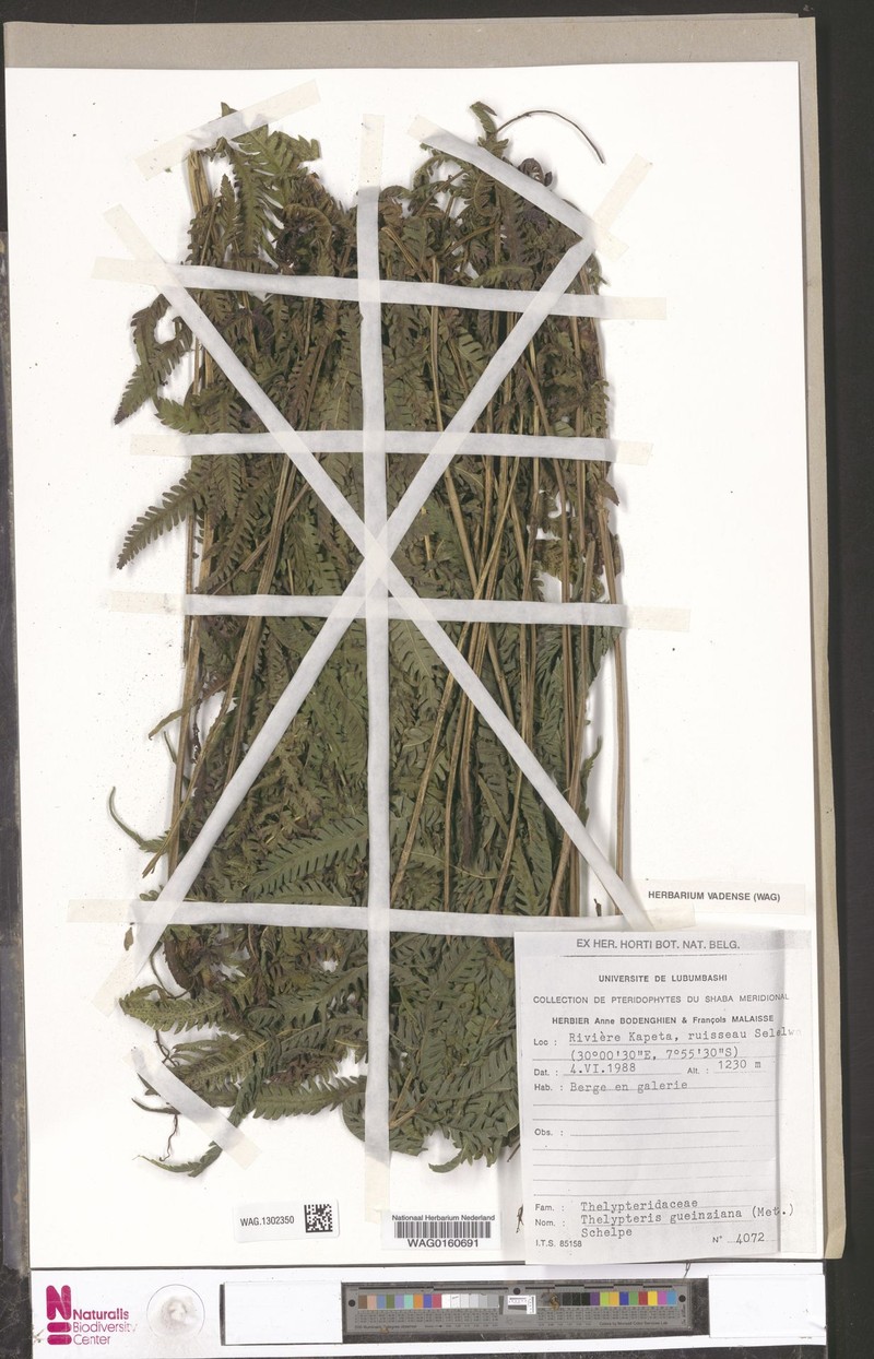 Thelypteris gueintziana photo 3