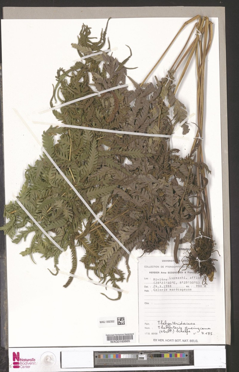 Thelypteris gueintziana photo 4
