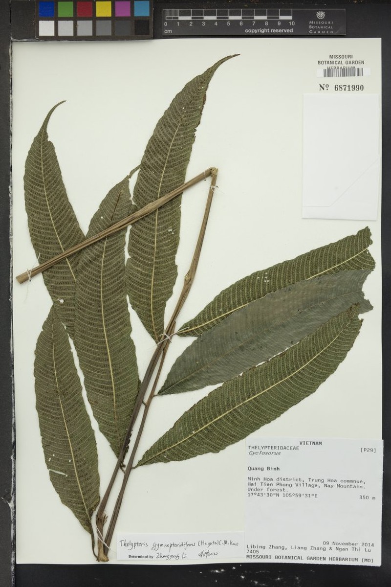 Thelypteris gymnopteridifrons