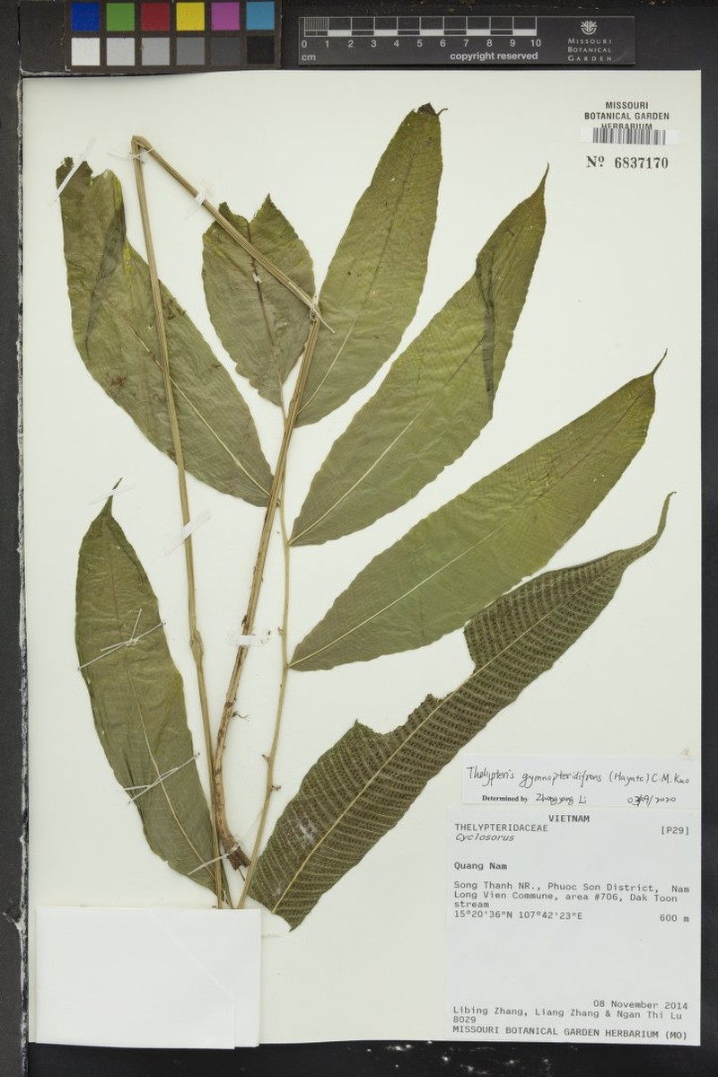 Thelypteris gymnopteridifrons photo 2