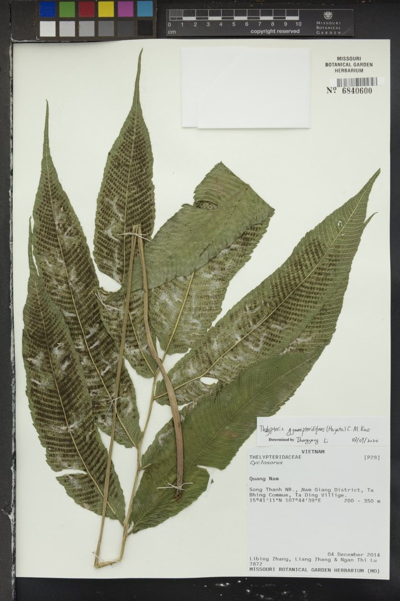 Thelypteris gymnopteridifrons photo 3