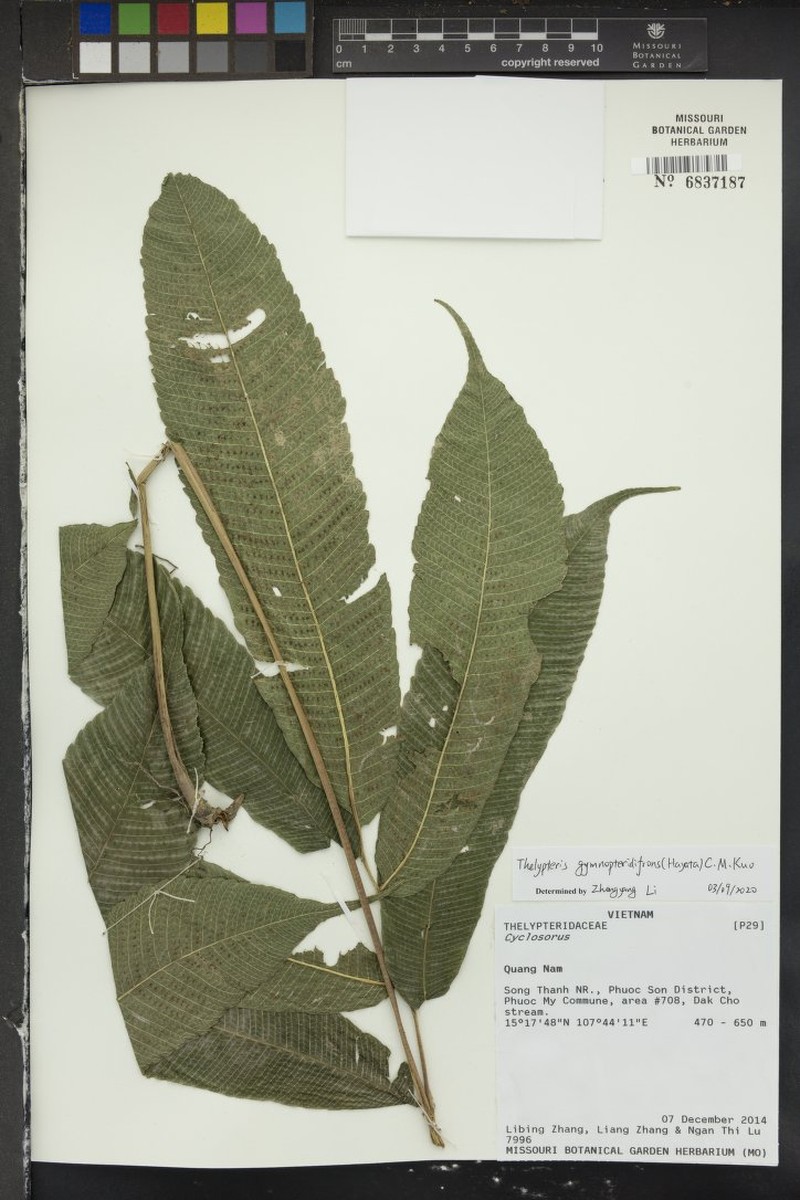 Thelypteris gymnopteridifrons photo 4