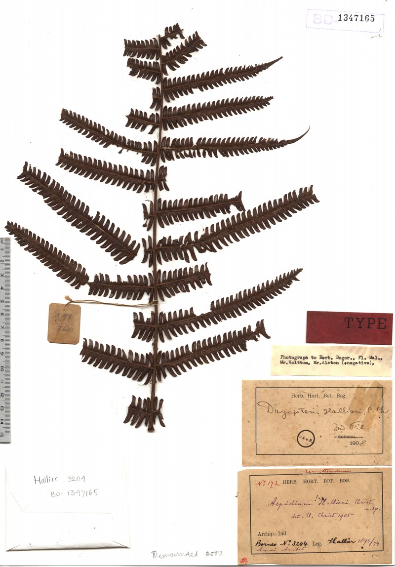 Thelypteris hallieri