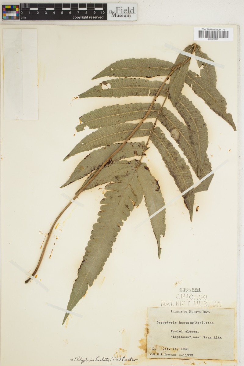 Arrowhead Maiden Fern