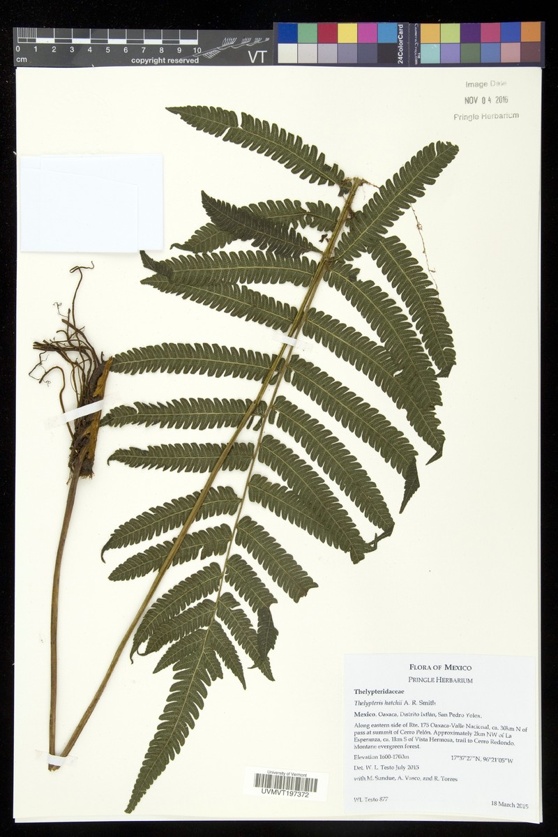 Thelypteris hatchii