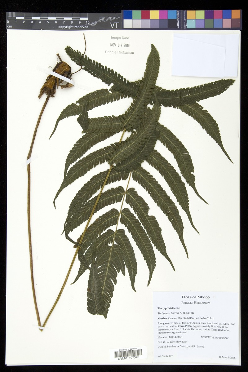 Thelypteris hatchii photo 2