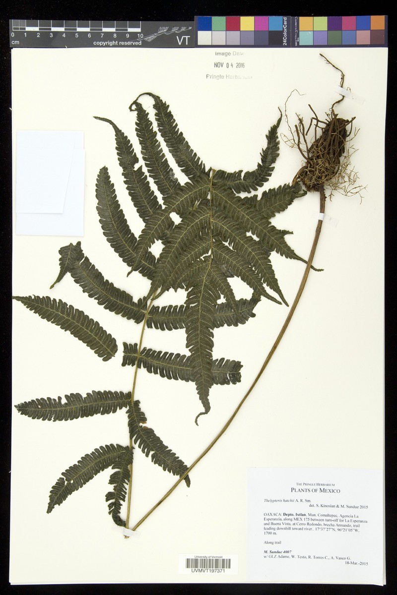 Thelypteris hatchii photo 3