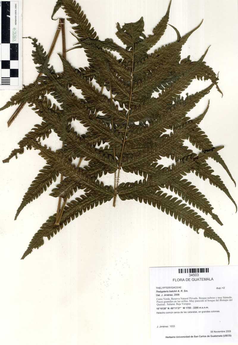Thelypteris hatchii photo 4