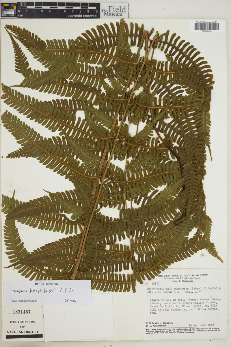 Thelypteris hatschbachii