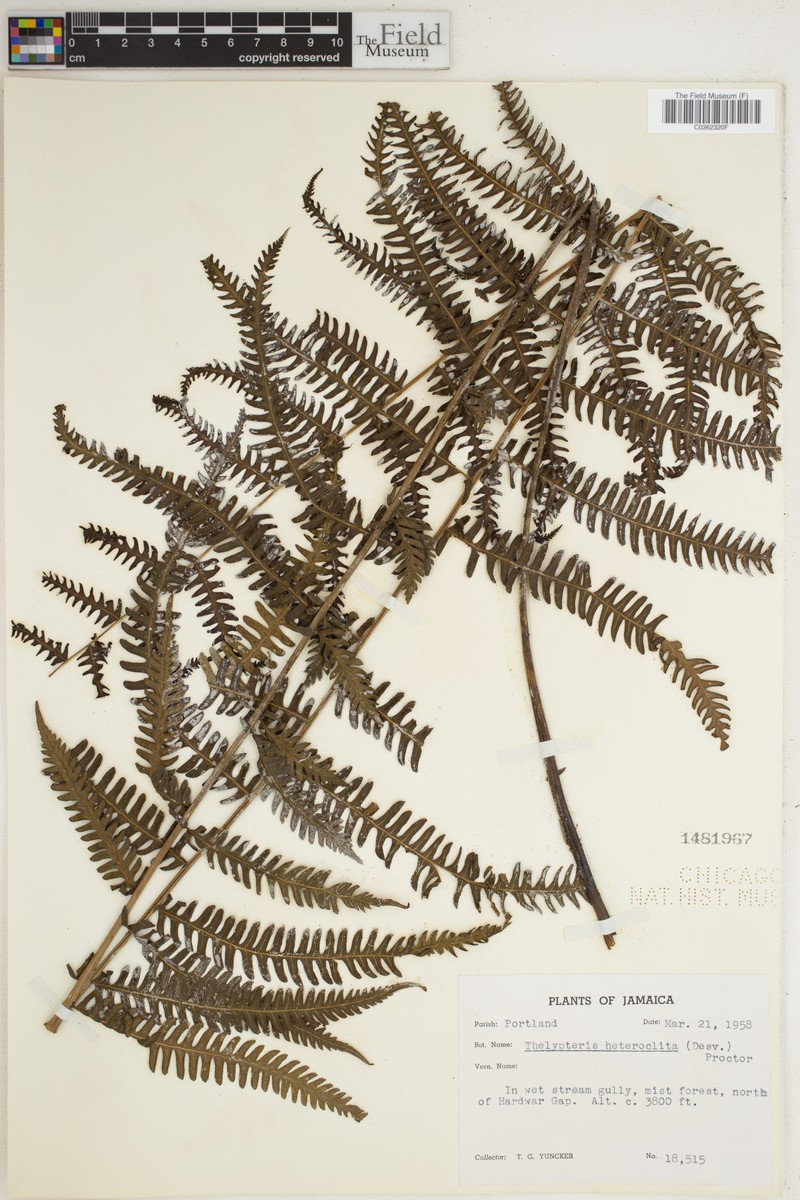 Thelypteris heteroclita