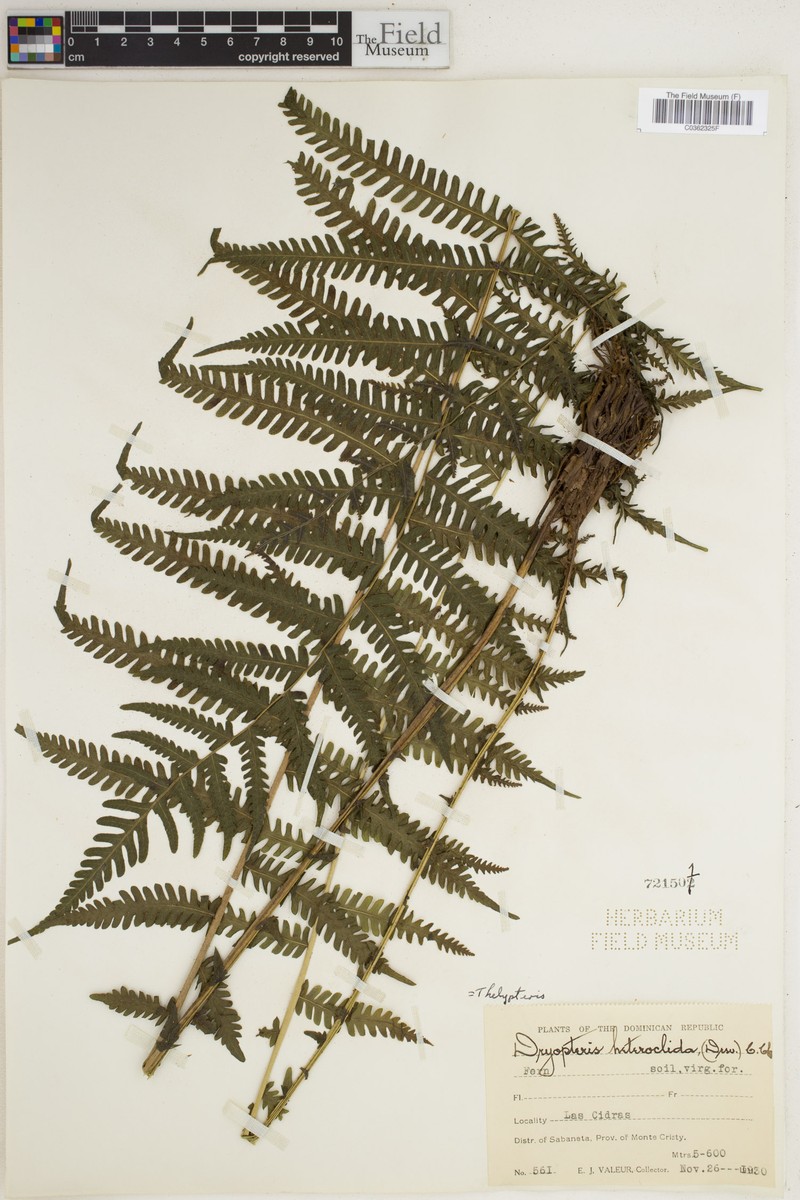 Thelypteris heteroclita photo 2