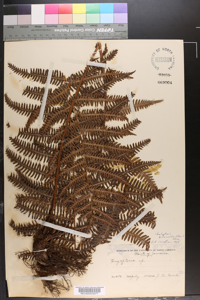 Thelypteris heteroclita photo 3