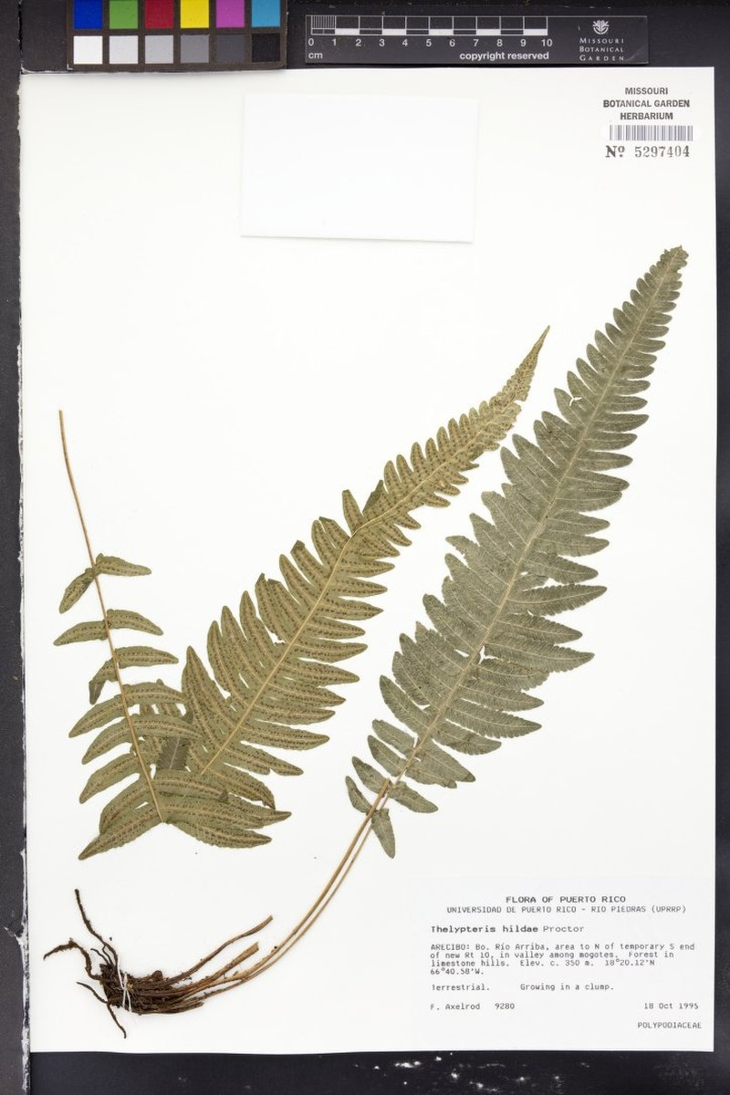 Limestone Maiden Fern
