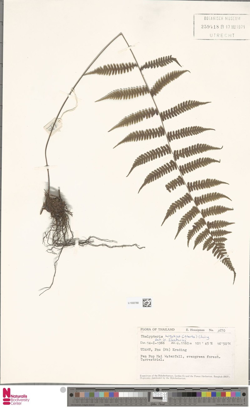Thelypteris hirsutipes