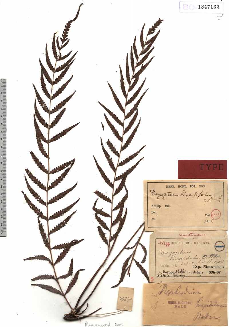 Thelypteris hispidifolia
