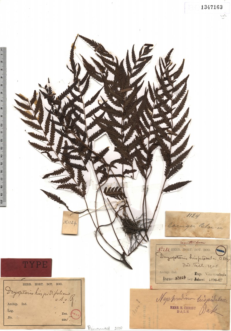 Thelypteris hispidifolia photo 2