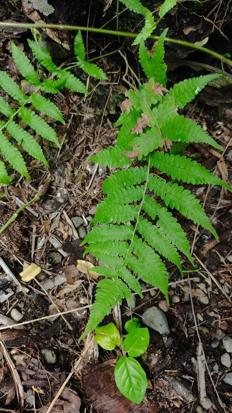 Roughhairy Maiden Fern
