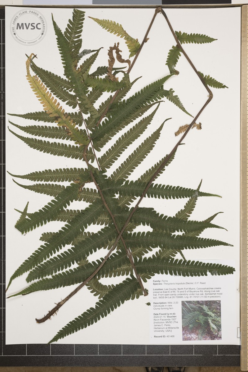 Roughhairy Maiden Fern photo 2