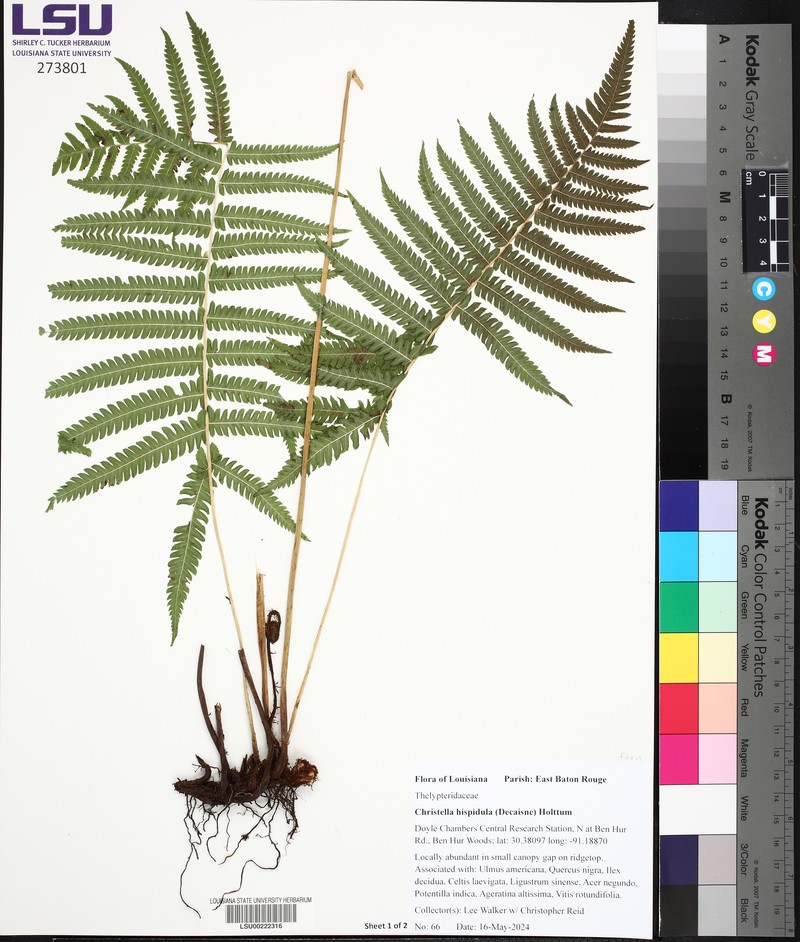 Roughhairy Maiden Fern photo 3