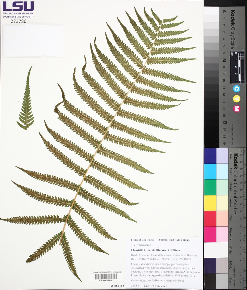 Roughhairy Maiden Fern photo 4