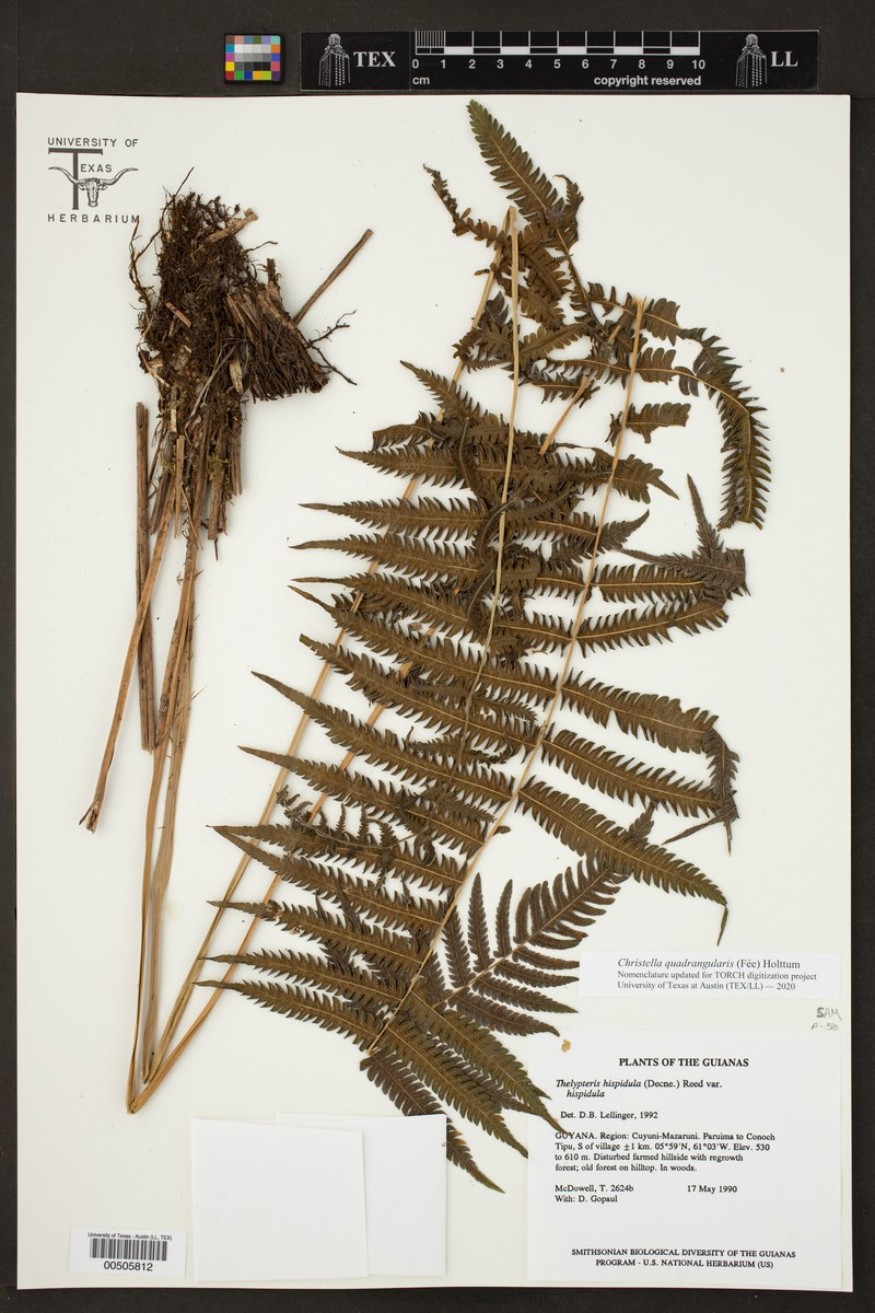 Thelypteris hispidula var. hispidula
