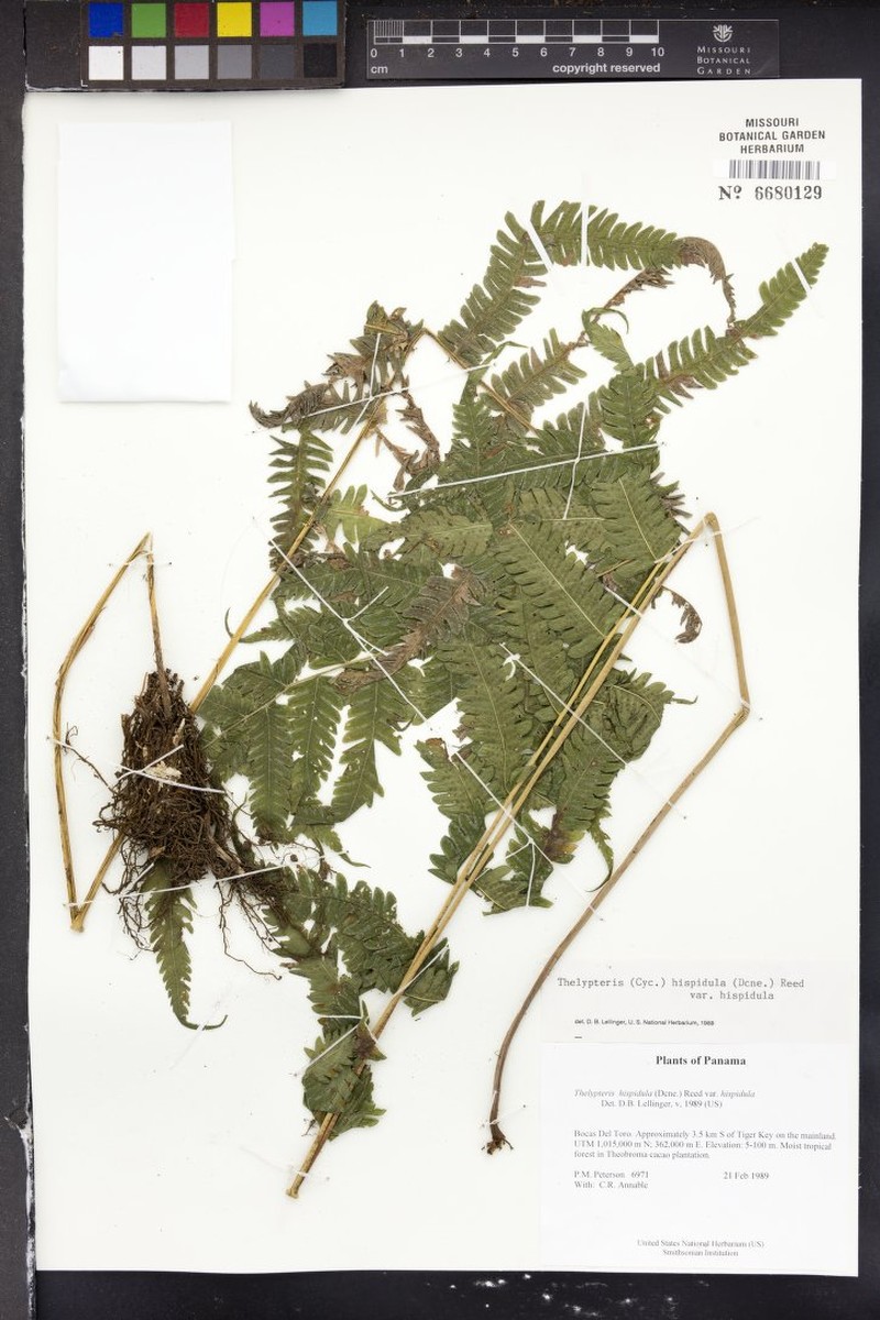 Thelypteris hispidula var. hispidula photo 2