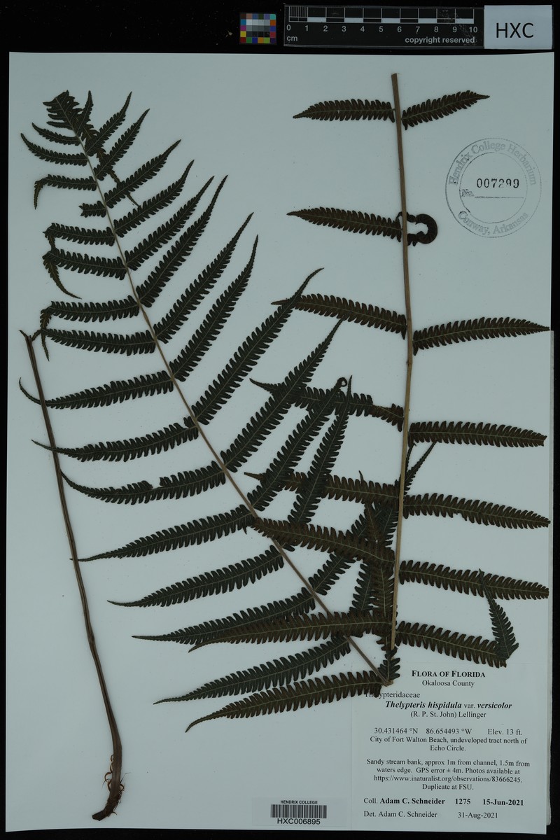 Thelypteris hispidula var. versicolor