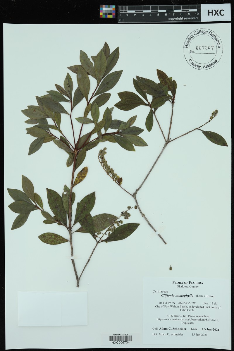 Thelypteris hispidula var. versicolor photo 2
