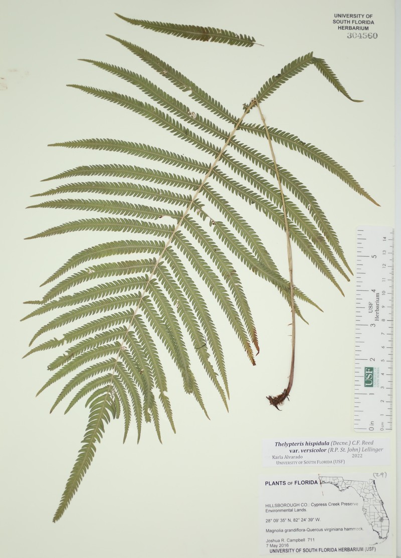 Thelypteris hispidula var. versicolor photo 3
