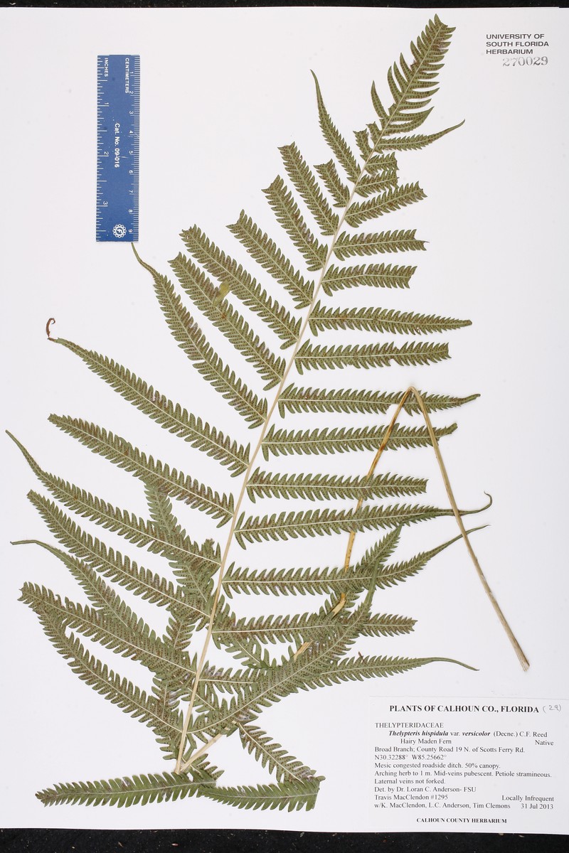 Thelypteris hispidula var. versicolor photo 4