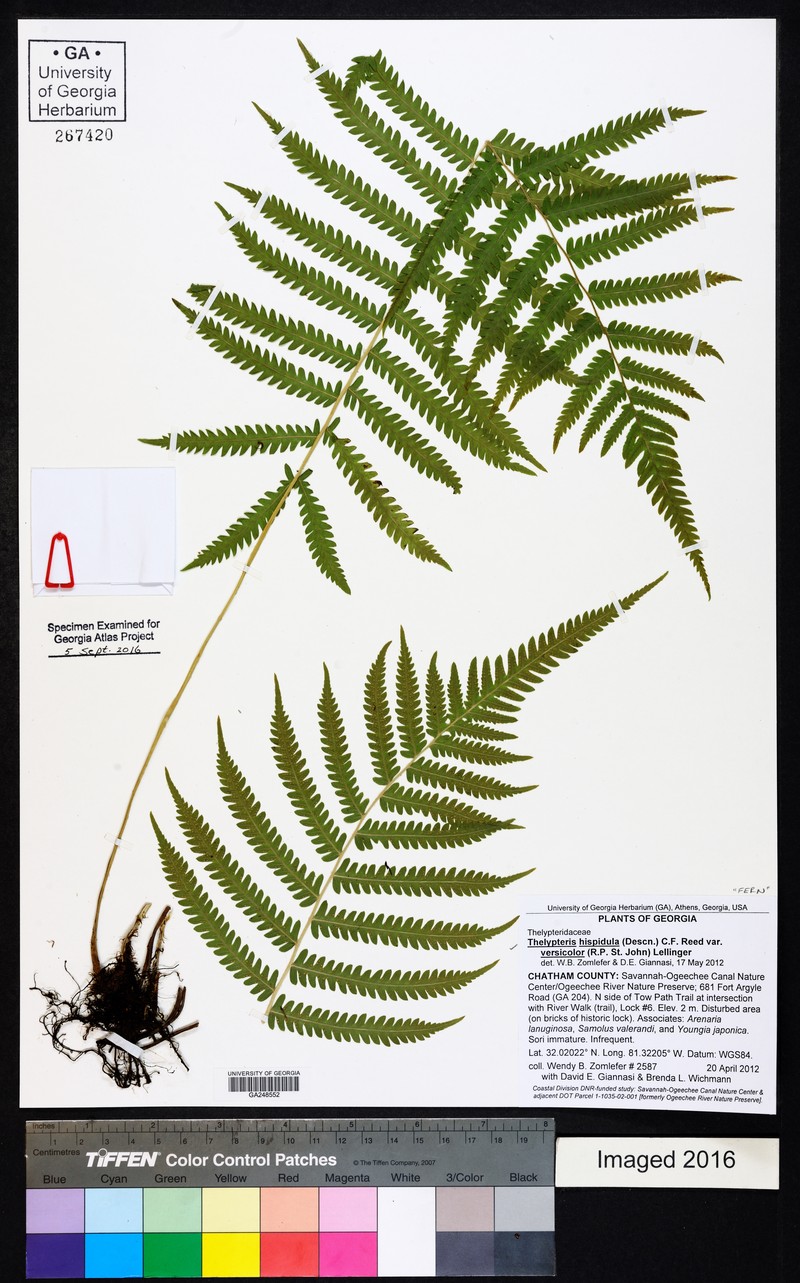 Thelypteris hispidula var. versicolor photo 5