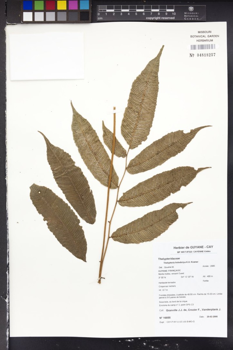 Thelypteris holodictya photo 2