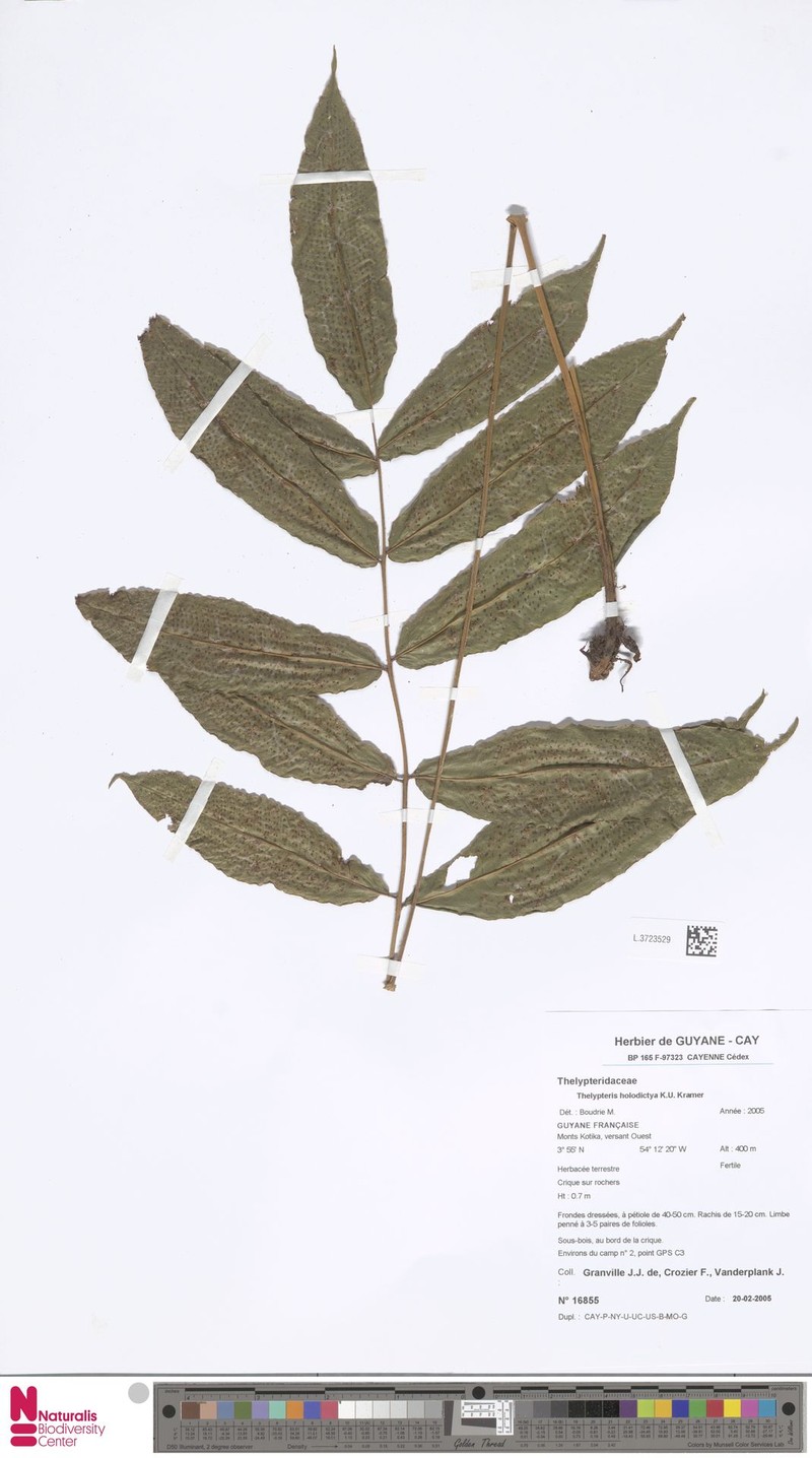 Thelypteris holodictya photo 3
