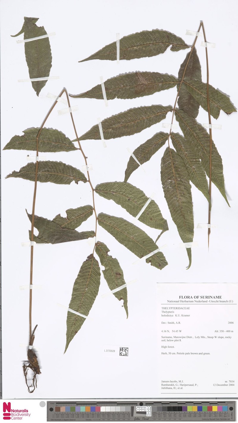 Thelypteris holodictya photo 4