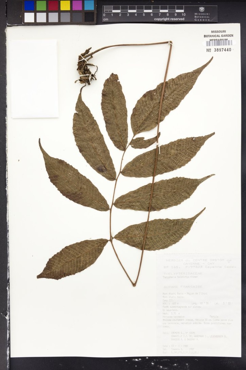 Thelypteris holodictya photo 5