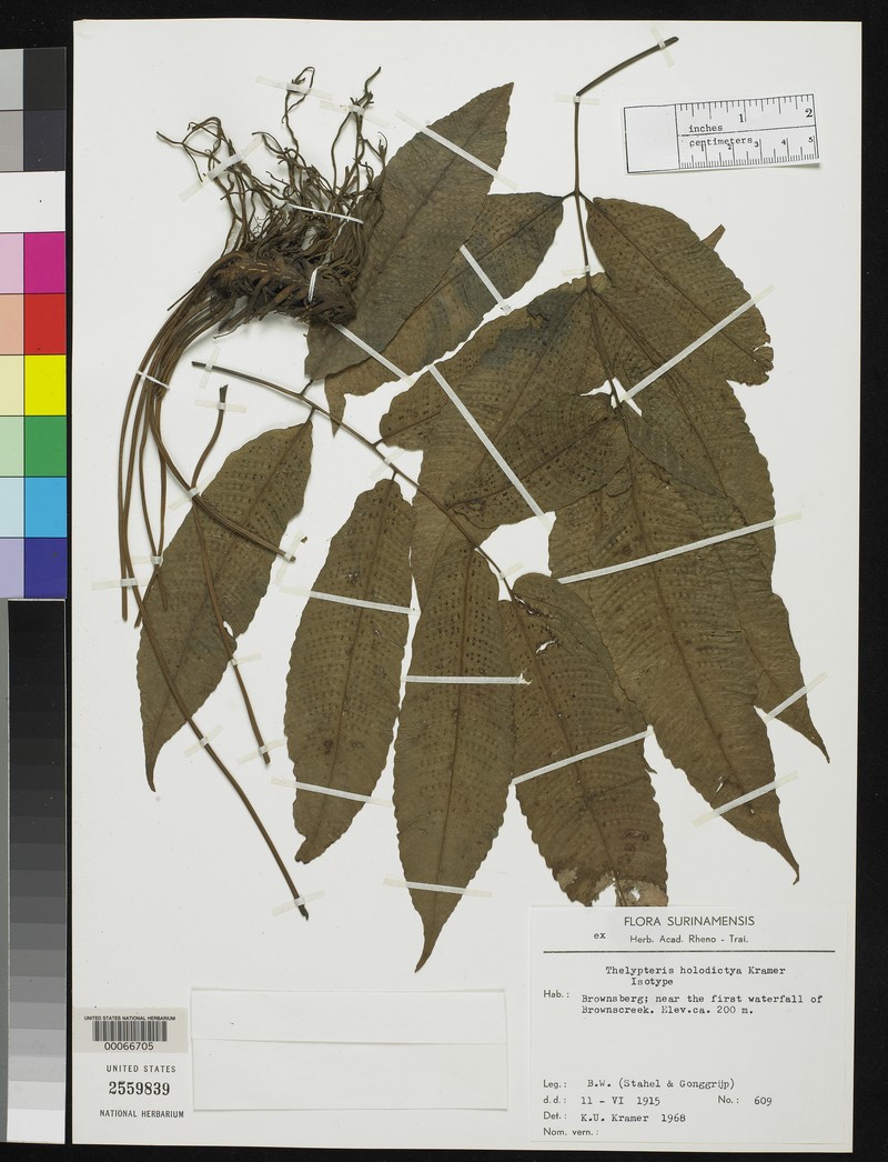 Thelypteris holodictya