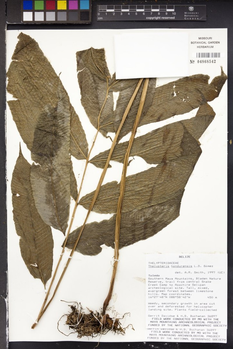 Thelypteris hondurensis