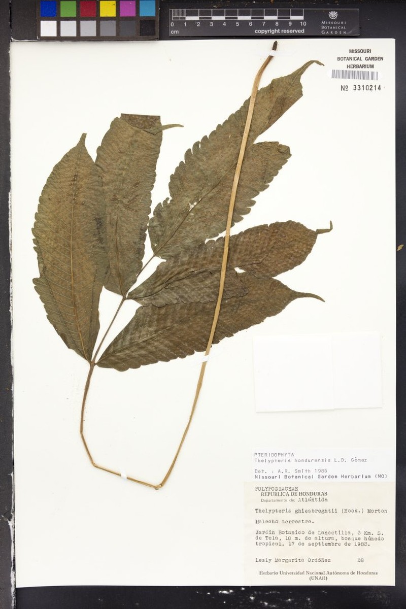 Thelypteris hondurensis photo 2
