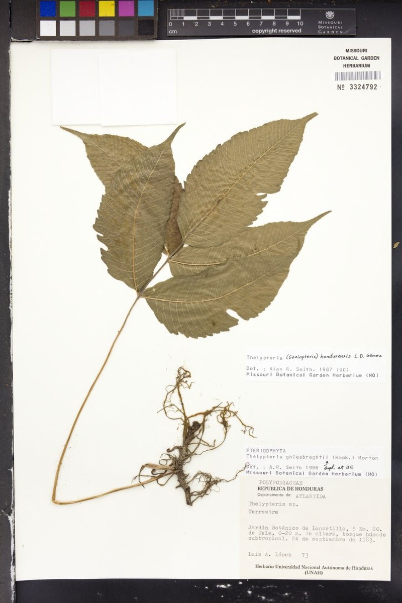 Thelypteris hondurensis photo 3
