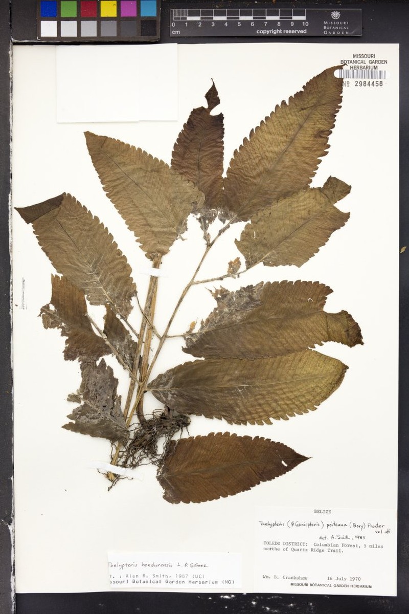 Thelypteris hondurensis photo 4